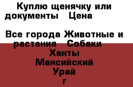 Куплю щенячку или документы › Цена ­ 3 000 - Все города Животные и растения » Собаки   . Ханты-Мансийский,Урай г.